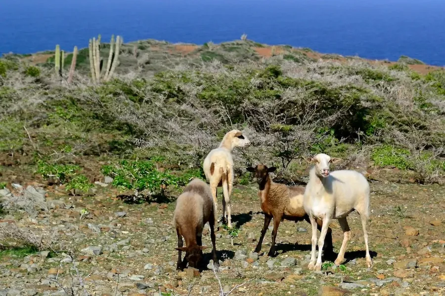 Arikok National Park, Aruba
