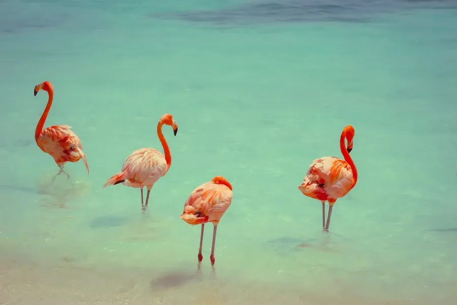 Flamingos, Aruba