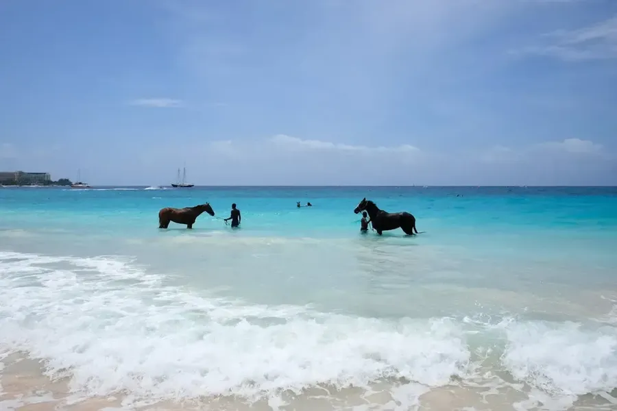 Horses taking a break, Barbados