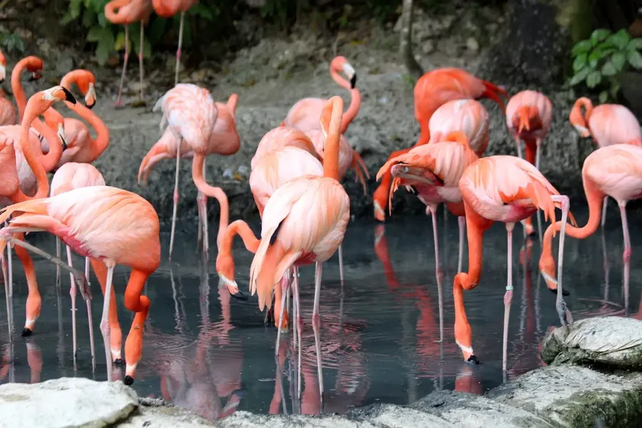 Flamingos in Bonaire