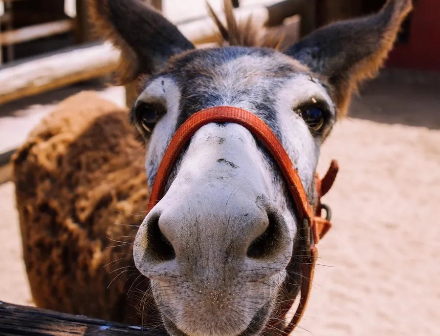 Donkey Sanctuary, Aruba