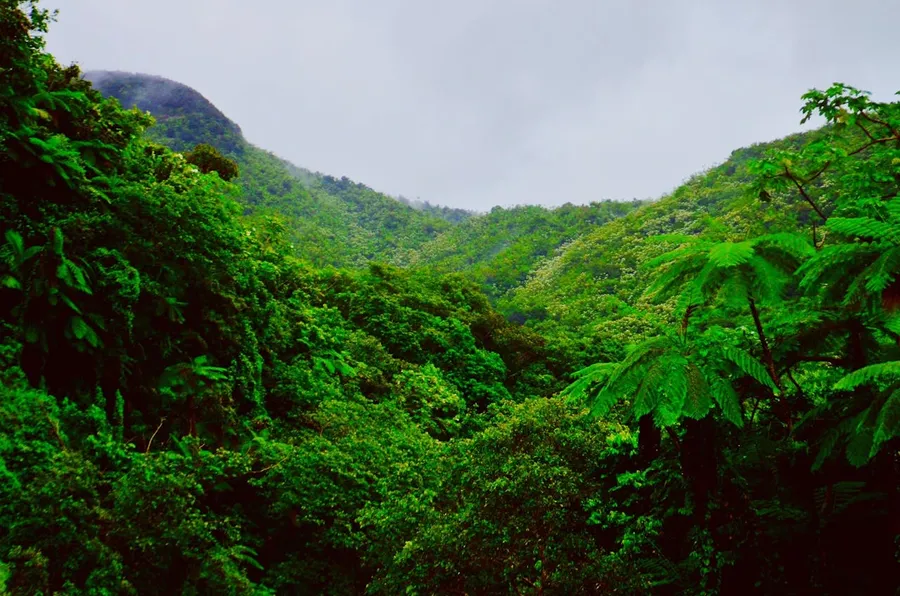 El Yunque National Forest