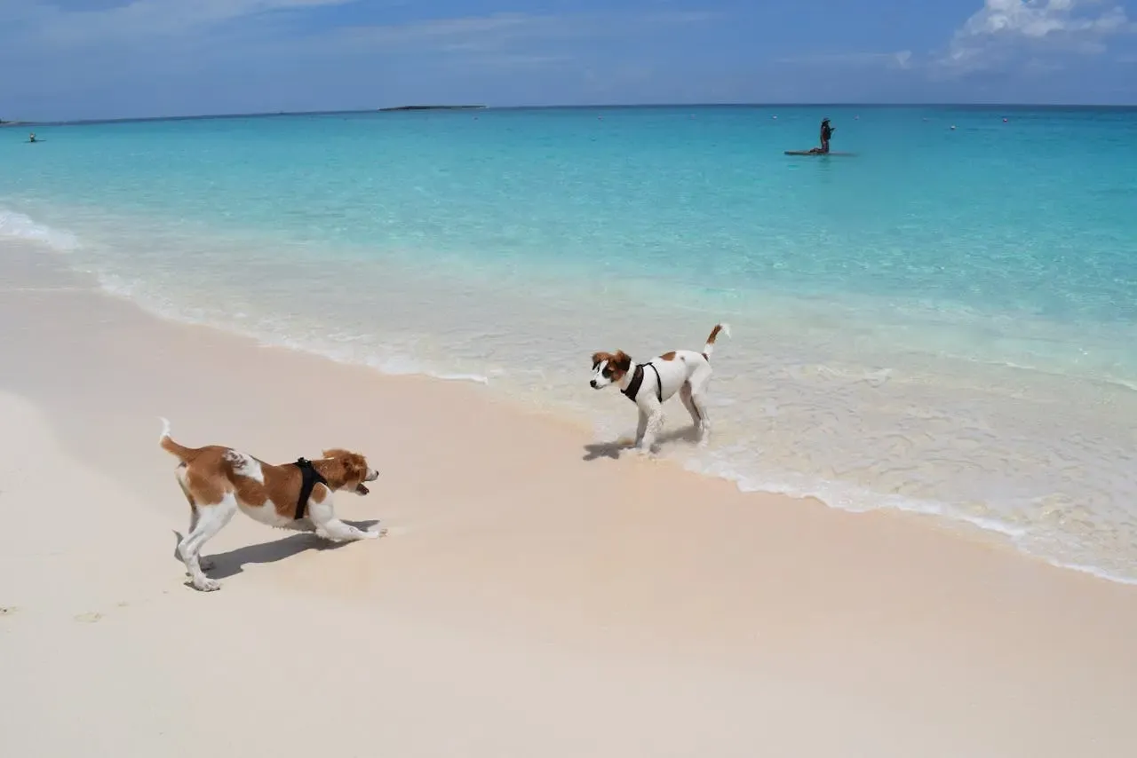 Dogs playing by the beach in Nassau