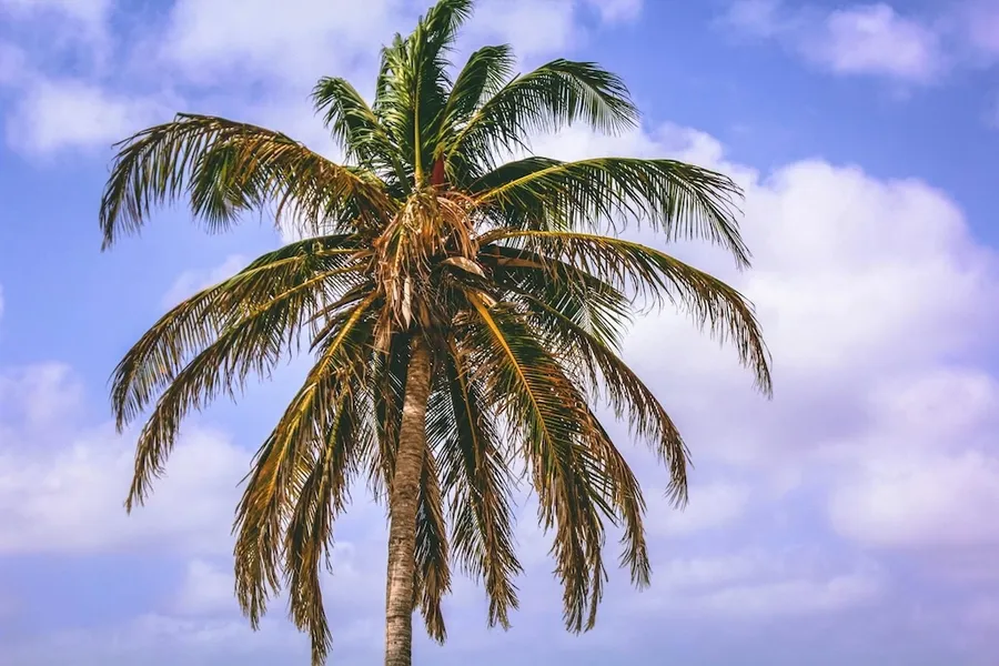Palm Island, Aruba