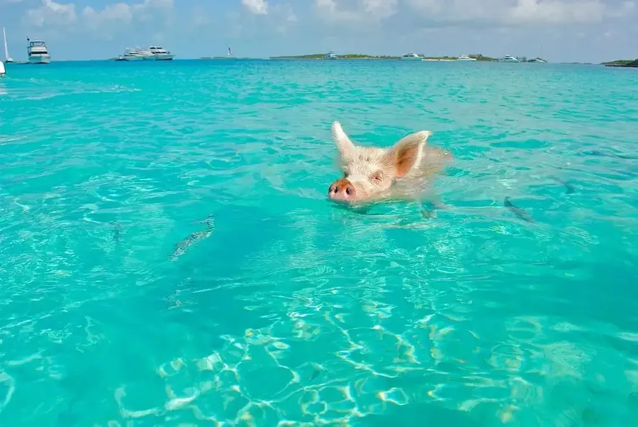 Big Major Cay, Bahamas