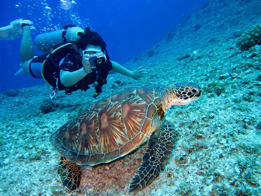 Snorkeling with Turtles