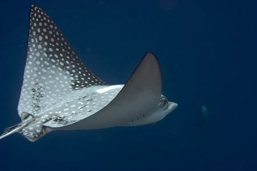 Stingray in Bonaire