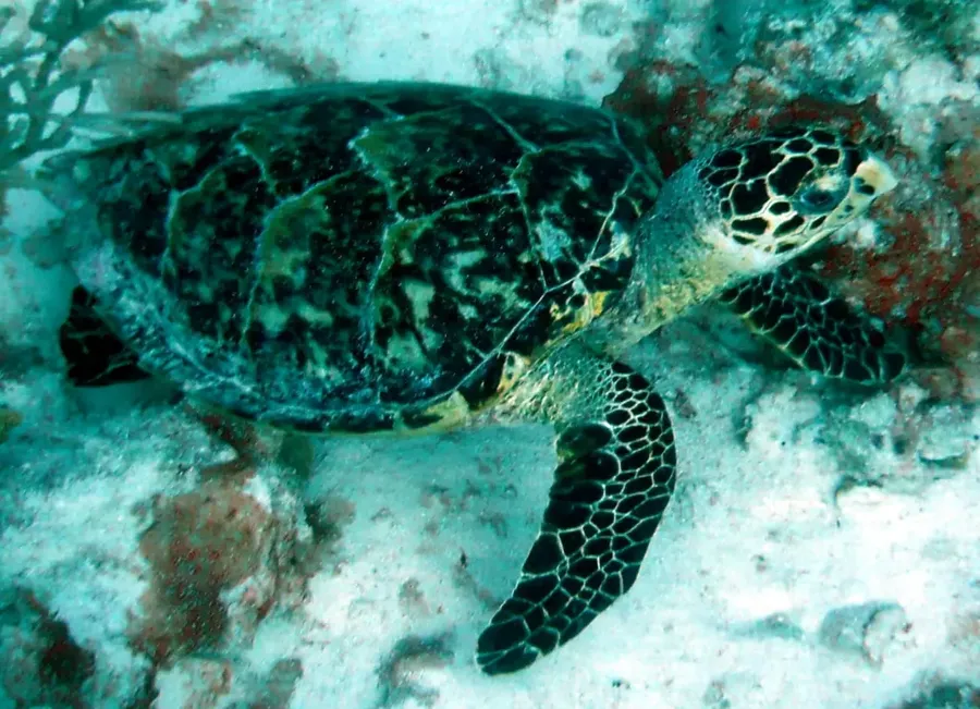 Turtle in Bonaire