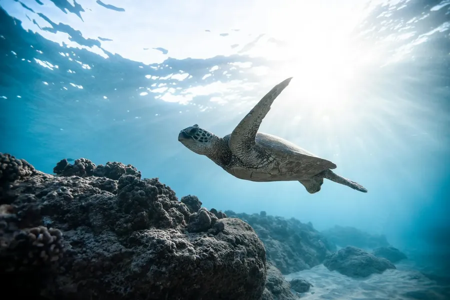 Turtle, Champagne Reef