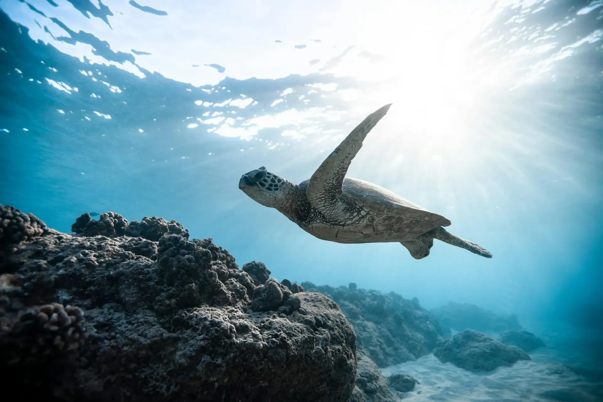 Turtle, Champagne Reef