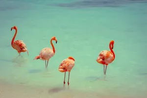 Flamengos at the beach