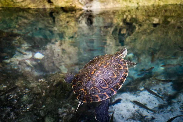 A turtle in Gran Cenote
