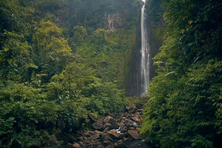 Basse-Terre Rainforest