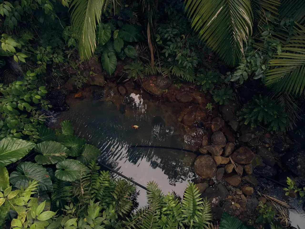 Basse-Terre Rainforest
