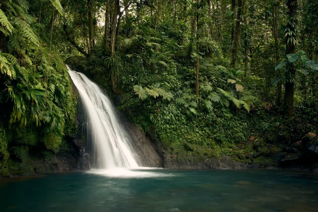 Basse-Terre Rainforest