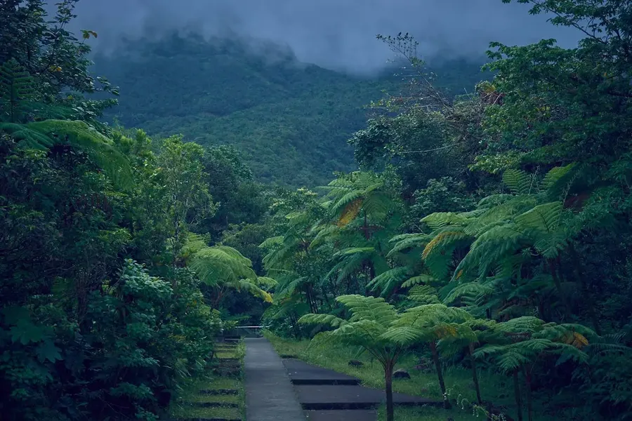 Basse-Terre Rainforest