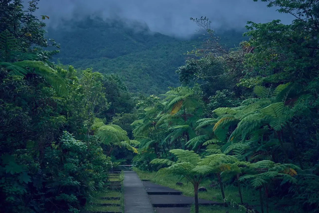 Basse-Terre Rainforest