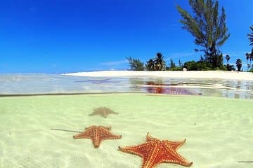 Stingray City and Starfish Experience with Coral Reef Snorkeling
