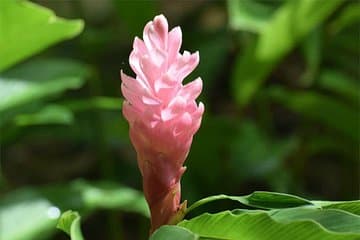 Visite d'une demi-journée à la Barbade Harrisons Cave Hunte's Garden et Bathsheba