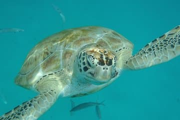Tour por la isla de Barbados, alimentación de monos y natación con tortugas
