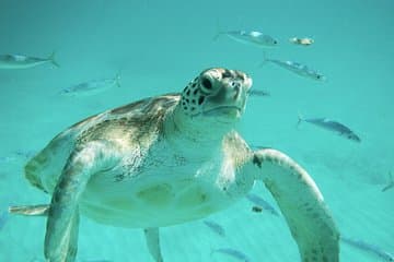 Aventura de snorkel en tortugas y naufragios en Barbados