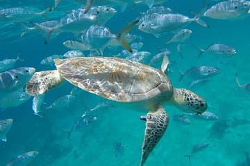 Excursion en bord de mer à la Barbade : Tortues de Carlisle Bay et aventure sur une épave