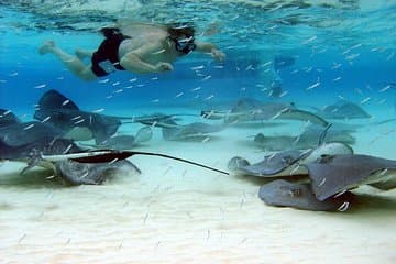 Aventura con 3 paradas para ver estrellas de mar, rayas y un jardín de coral