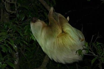 Promenade nocturne dans la forêt tropicale de Monteverde