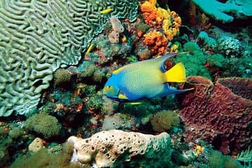 Tobago Buccoo Reef Glasboden Bootstour und Insel Sightseeing Tour