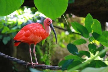  El Ibis escarlata - Tour del pantano de Caroni