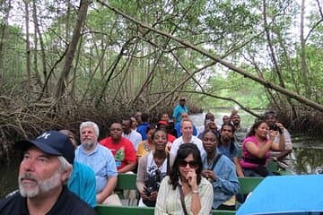  O Íbis-escarlate - Caroni Swamp Tour