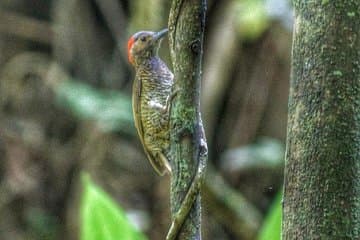 Observation des oiseaux