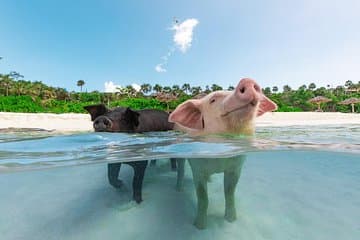 Sandy Toes The Original Rose Island and Swimming Pigs Tour (em inglês)