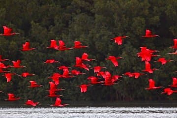Tour al Santuario de Aves Caroni
