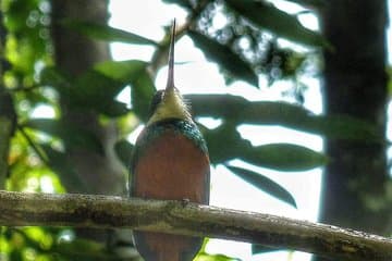Observation des oiseaux, chute d'eau, forêt tropicale et visites de la nature sur l'île