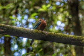 Observation des oiseaux, chute d'eau, forêt tropicale et visites de la nature sur l'île