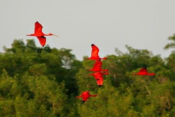 Excursão de barco ao pôr do sol em Wetlands Caroni