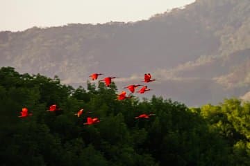 Tour des sanctuaires d'oiseaux
