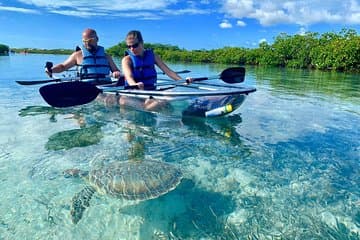 Excursion en kayak clair dans les mangroves et les iguanes