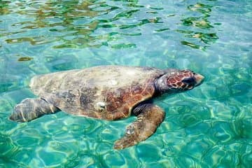 Hol Chan Marine Reserve Schnorcheltour auf dem 40' Sirena Azul Segelboot