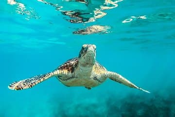 Barbados Catamaran Turtle and Shipwreck Cruzeiro de snorkeling