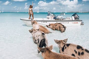 Exuma Elite Escape: Luxuriöses Fly-In-Abenteuer am Pig Beach – 7 Stopps