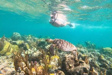 Cruzeiro de meio dia pela manhã saindo de Providenciales com snorkeling e Iguana Island