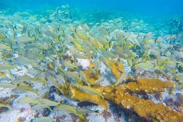 Isla Mujeres Snorkeling Tour Adventure