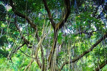 Saint-Kitts Rainforest Tour