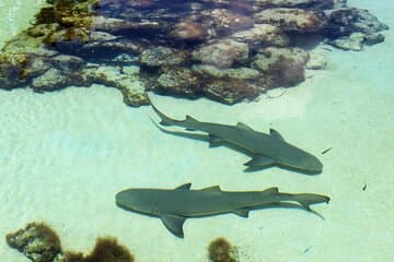 Visita guiada al Coral World Ocean Park y Happy Hour