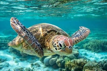 Excursión por la costa de Barbados: Carlisle Bay Turtle & Shipwreck