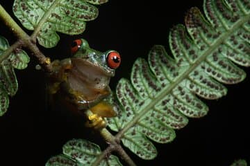 Promenade nocturne dans la forêt tropicale de Monteverde