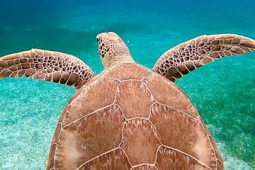 Privé Rose Island ,Cochons nageurs, plongée avec tuba et tortues