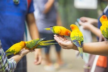 Bunte Vogelarten